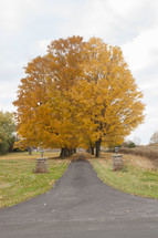 fall trees along a rural driveway 