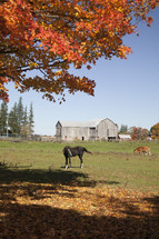 horses playing in fall leaves 