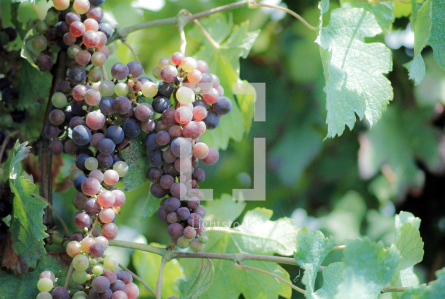 Grapes ripening on a vine in Italy in 1977 - digitized from a 35mm slide