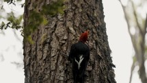 Beautiful Magellanic Woodpecker in the woods of Patagonia, slow motion.
