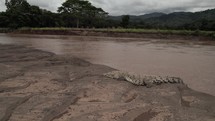 Crocodile Riverbank Sunning Costa Rica Jungle Tour Wildlife