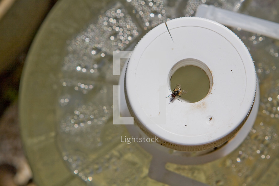 fly on a plastic water jug 