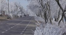 People Walking On The Road Street With Winter Trees In Galati, Romania. Static Shot	