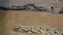 Crocodile Close Up Costa Rica River Boat Tour Wildlife