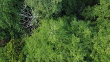 Aerial drone footage of green trees