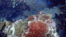 White Gorgonas all over the Coral Reef has been filmed underwater in the North of the Maldivian Archipelago, in November 2022.