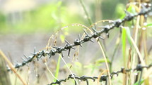Barbed wire surrounded by grass.