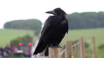Crow sitting on a wood fence.