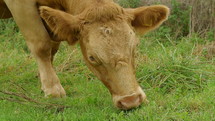Cow grazing on grass.