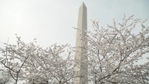 Cherry blossom trees with the Washington Monument in the background.