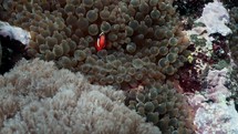 Clownfish family hiding in their Anemone in the Komodo Archipelago in Indonesia
