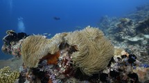 Clownfish family in their Anemone - Shots of the Southern Maldives