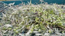 Hand putting olives and leaves inside a defoliator 