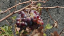 Ripening grape bunch