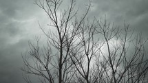 Rain and storm clouds forming behind trees.