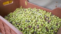 Racking up olives inside a box after harvesting 