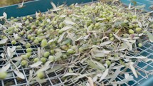 Hand putting olives and leaves inside a defoliator 