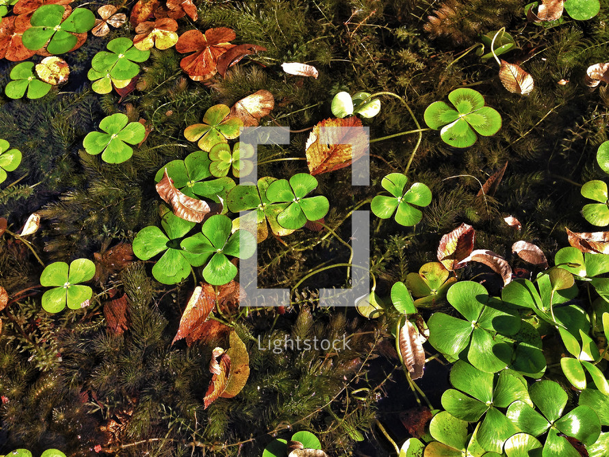 Clover on a pond surface