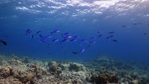 Shoal of Surgeon fishes - Shots in the Southern Maldives