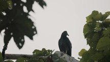 Amazonian Black Bird Perching On Tropical Rainforest. Static Shot	