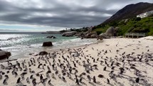 Penguin colony gathered on Boulder Beach Water's Edge South Africa