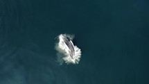 Baby Whale Playing Ocean Costa Rica Drone Aerial