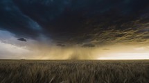Wonderful Wheat Fields Gently Sway Below a Spectacular Stormy Sky.