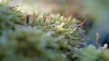 Moss Growing On A Log Close Up Panning Shot