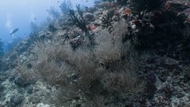 White Gorgona was filmed underwater in the North of the Maldivian Archipelago.