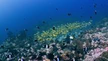 This Shoal of Yellow Snappers were filmed underwater in the North of the Maldivian Archipelago.