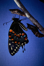 Black Swallowtail Butterfly newly emerged from chrysalis