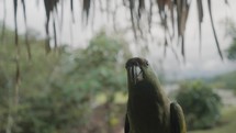 Close Up Of A Festive Amazon Parrot Walking. tracking shot	