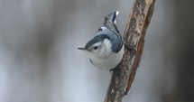 White Breasted Nuthatch On A Snowy Day