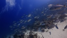 This school of Jackfish was filmed underwater in the North of the Maldivian Archipelago.
