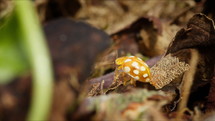 Orange ladybird making way through forest floor. Insect in nature