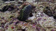 This Spotted Moray has been filmed underwater in the North of the Maldivian Archipelago.