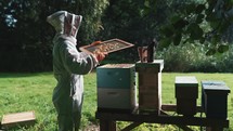 Young beekeeper working with honey bees, wooden bee hives