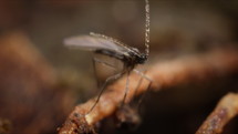 Fungus Gnat, tiny fly macro footage. Detailed small animal in nature.