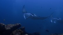 Underwater view of a Manta Ray in the Ari Atoll in the Maldivian Archipelago on a Cleaning Station.