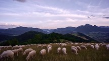 Flock of Sheep Grazes Grass in a Mountain Meadow 