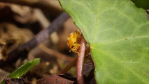 Orange ladybird making way through forest floor. Insect in nature