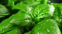  Basil leaves. Filmed is slow motion 1000 fps