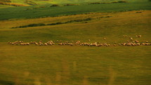 Hills covered by green grass with herds of sheep in springtime.
