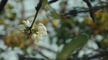 A white flower branch is swaying in the wind, behind a blurry background. Static shot