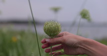 Woman holding Queen Annes lace flower with ocean in the background