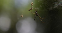 Golden Silk Banana Spider on web - underside of spider belly - bokeh - close up