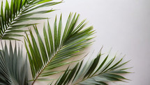 Palm Branches on White Background