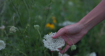 Hand moving from different queen annes lace flowers - close up