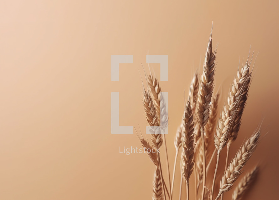 Minimalist photograph of wheat on warm color backdrop with negative space for editorial copy
