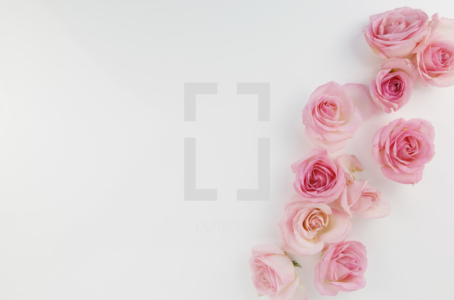 pink roses on a white background 